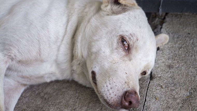 close-up photo of the face of dog laying