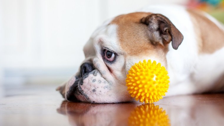 close up dog with plastic ball