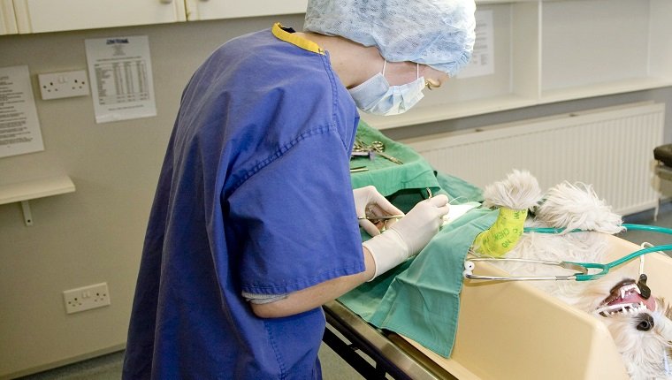 Surgeon Operating on Dog