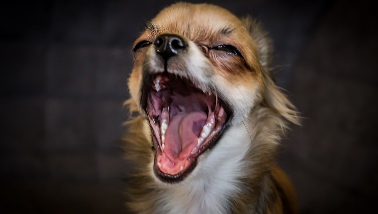 Chihuahua puppy portrait