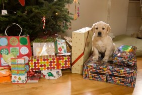 A puppy sits amongst Christmas presents in Lovell, Maine.