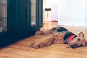 Airedale Terrier dog lying on a kitchen floor looking sad or tired