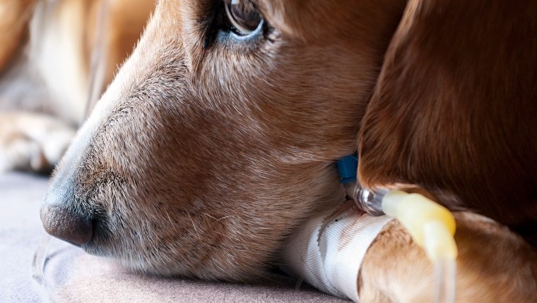 dog lying on bed with cannula in vein taking infusion closeup