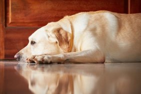 Labrador retriever is lying in door of the house