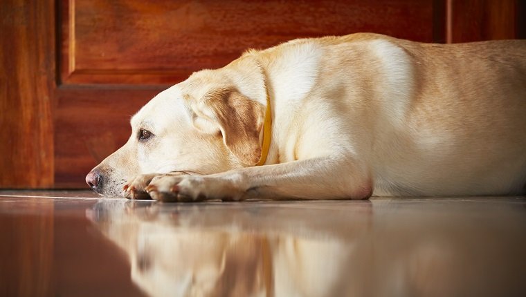 Labrador retriever is lying in door of the house