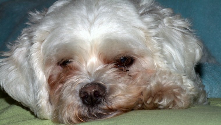 cute white sad puppy on bed with green sheets and blue covers