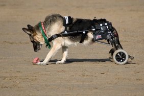 Alsation dog on beach with mobility wheels to replace its paralyzed legs in Cornwall, England.