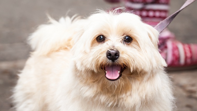 Very cute and endearing young gold blond Lhasa Apso dog standing on sidewalk on pink leash looking at camera 