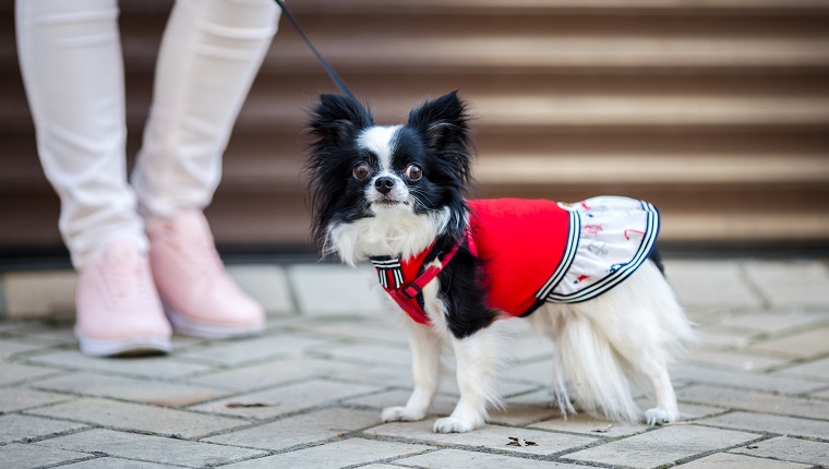 A black fluffy white, longhaired funny dog female sex with larger eyes, Chihuahua breed, dressed in red dress. animal stands at full height near feet of owner woman on background of garage outside.