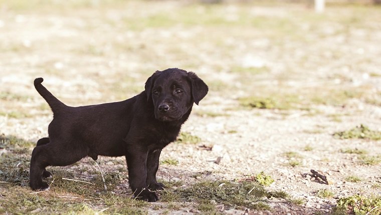 puppy pipi on the grass