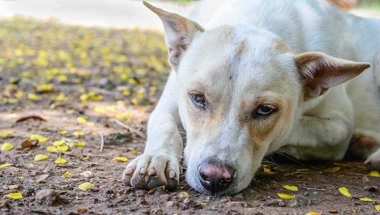 Close up of unhappy white dog.