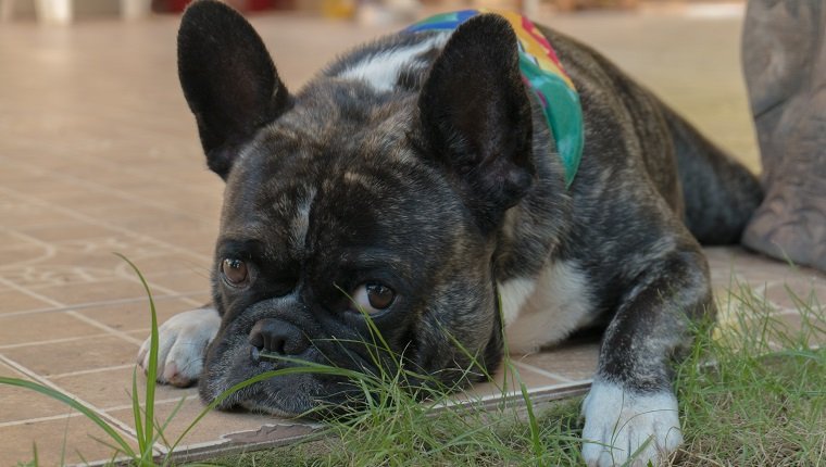 french bulldog feel lonesome unhappy