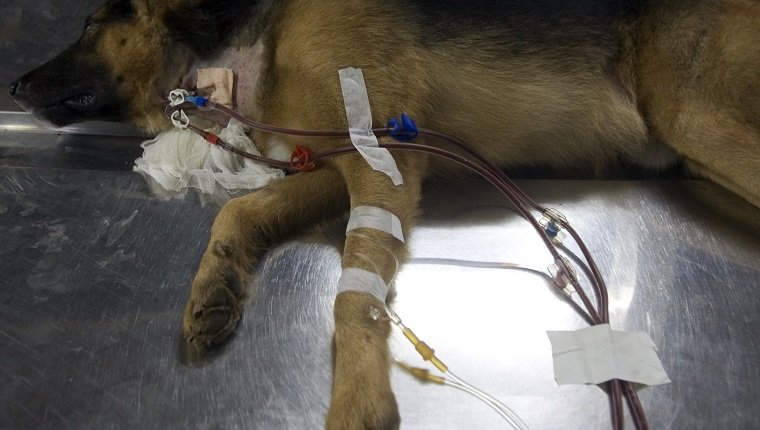 MUMBAI, INDIA - JUNE 3, 2010: Six year old dog Rocky at the Renal Dialysis Unit for the dialysis treament at Mumbain Veterinary College at Parel on Tuesday. Rocky is the first dog who was given this treatment at the Unit which was inaugurated on Tuesday on the occassion of the veterinary college entering its 125th year on August 2. (Photo by Kunal Patil/Hindustan Times via Getty Images)