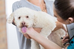 An adorable small white dog is held by her unrecognizable owner as she answers intake questions by an unrecognizable vet tech. The vet tech holds a clipboard. She palpates the dog's neck and speaks to her to put her at ease.