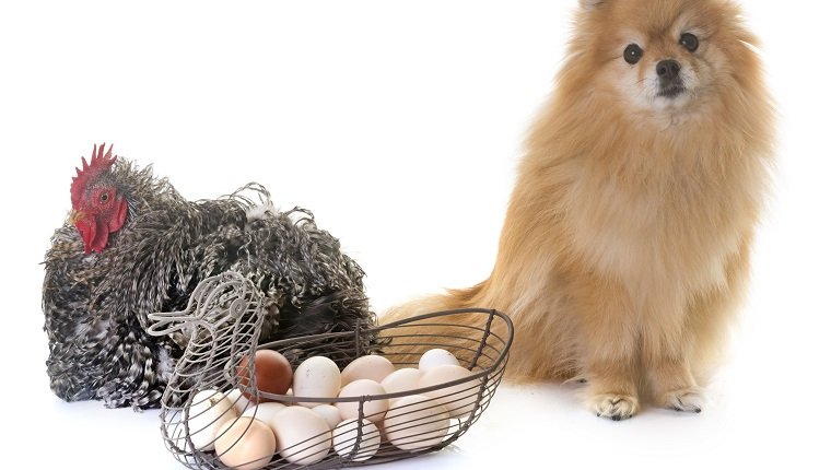 pomeranian spitz and chicken in front of white background