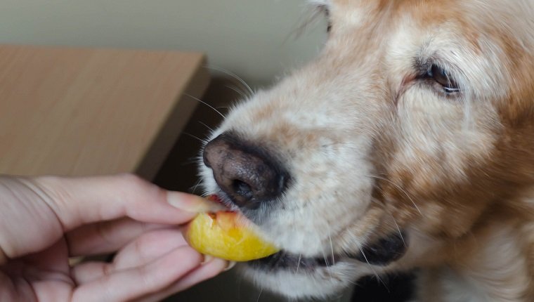 Close-up of a woman's hand feeding an peach to a dog