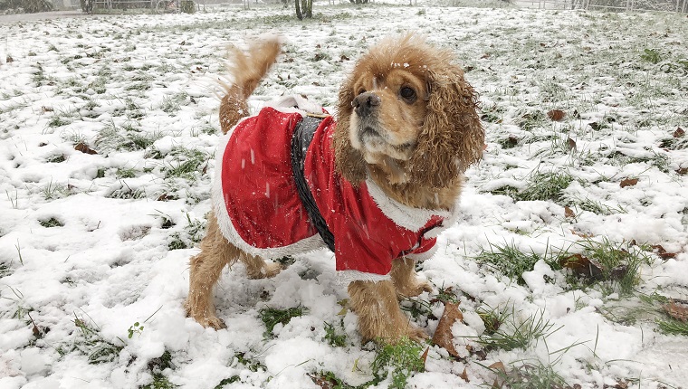 American Cocker Spaniel Dog dressed as Santa Claus