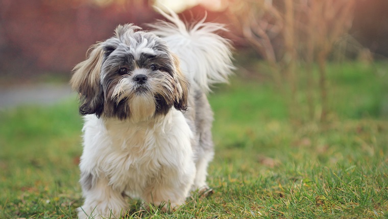 Shih tzu puppy in nature