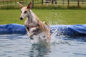 witziger galgo macht party im pool