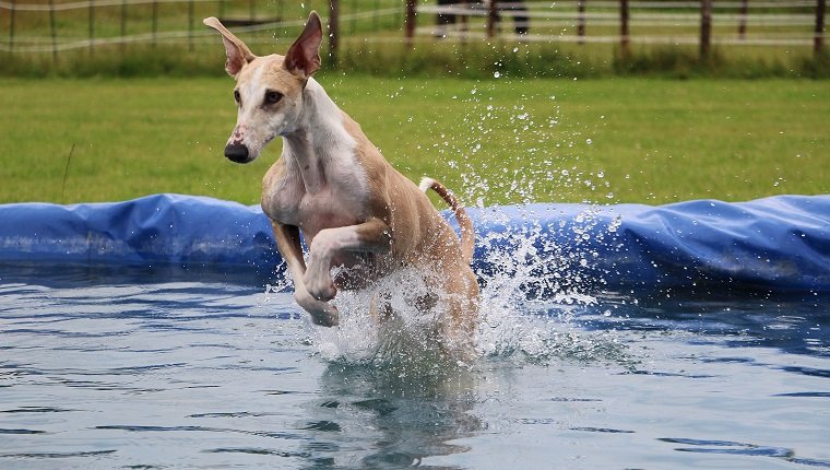 witziger galgo macht party im pool