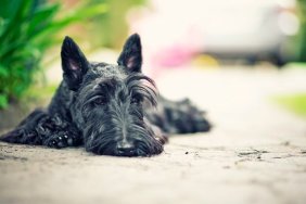 Scottish terrier lying on concrete.
