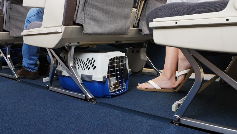 Passenger traveling with their pet dog. Pet carrier is stowed under the seat.