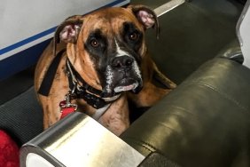 boxer dog makes sad face in an airplane