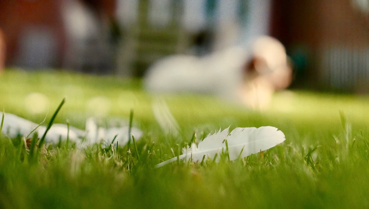 Close-Up Of Grass