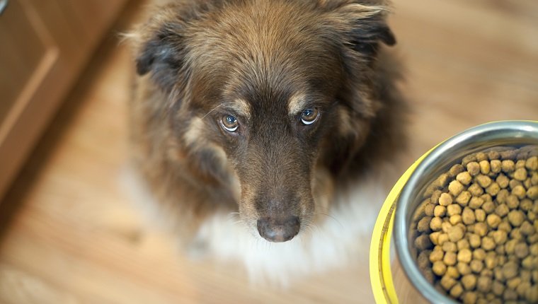 overhead view of dog looking up at bowl of food