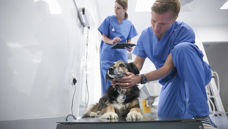 Vets wearing surgical scrubs weighing small dog in veterinary surgery practice, surface level view