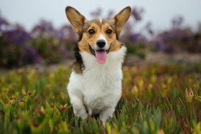 Pembroke Welsh Corgi Running Over Field