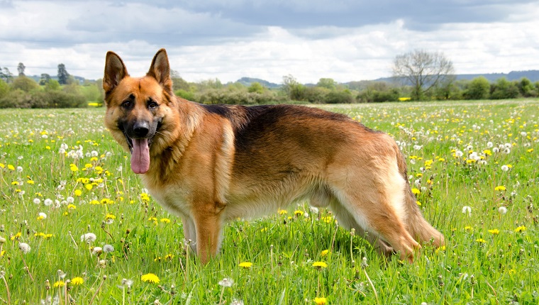 German shepherd.