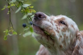 English Setter puppys portrait. Puppy eats blueberries.