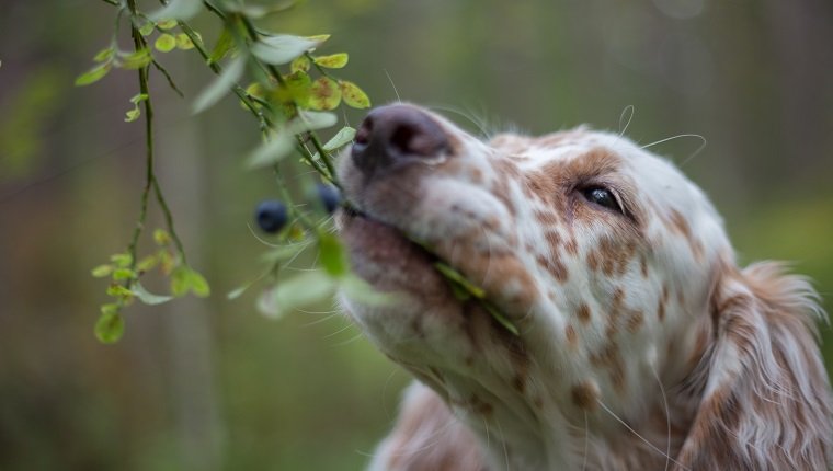 English Setter puppys portrait. Puppy eats blueberries.