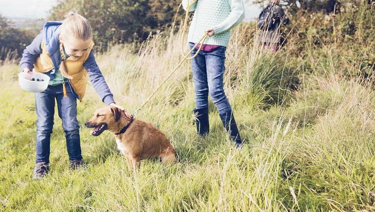 Girl stroking dog