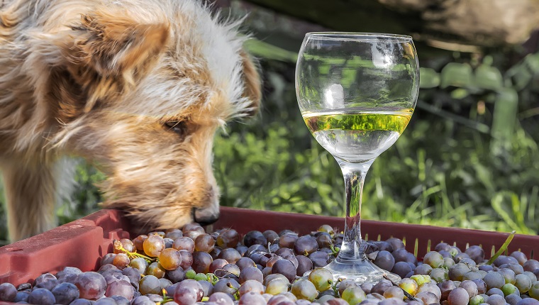 Dog and a half-finished glass of wine with grapes on a box, summer day