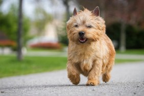 Norwich Terrier walking on pavement in public park.