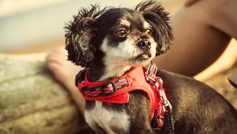 A mix of Martin and Chihuahua. The owner is an excellent 29-year-old nurse. That dog is very loved. I will go on a small journey together on holidays.