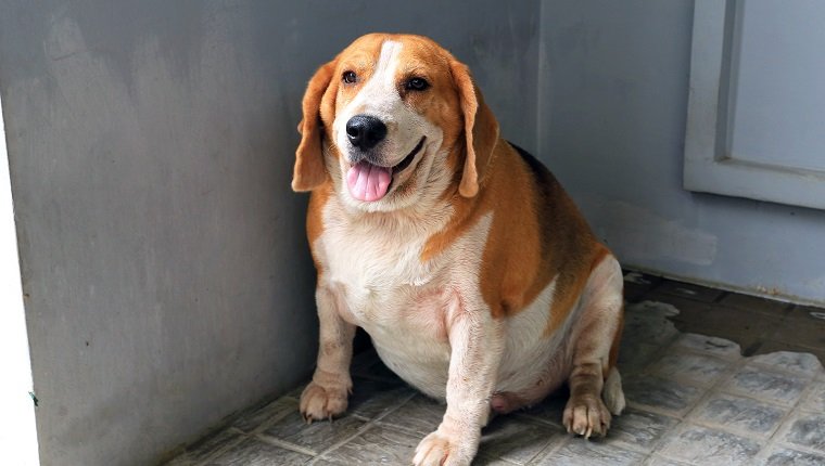 My Fat Beagle was waiting for snack.