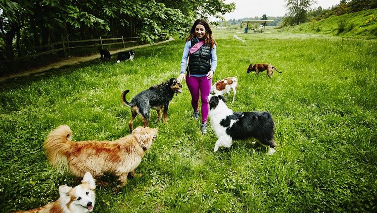 Smiling female dog walker walking group of dogs through park