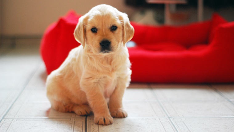 Golden retriever puppy portrait