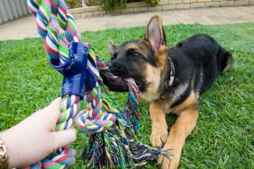 A German Shepherd puppy playing tug-o-war in a garden.