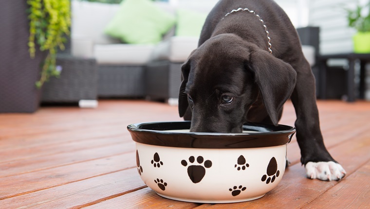 6 weeks old great dane puppy eating