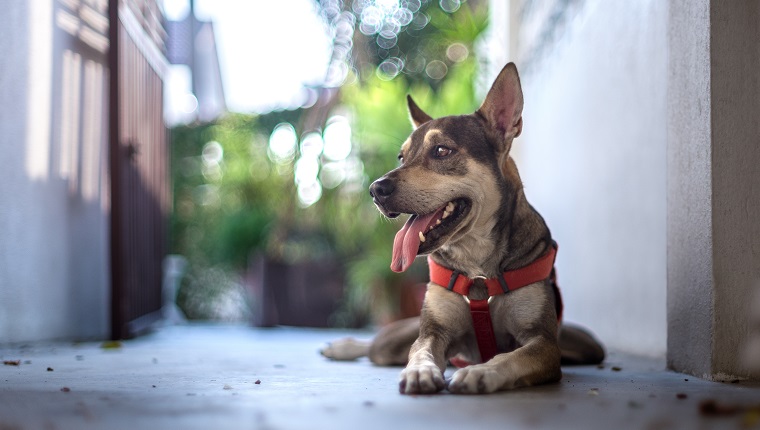 An adult mongrel dog lying down