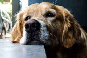 Close-Up Of Dog Looking Away