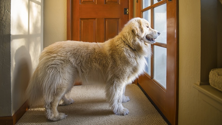 Dog waiting at door