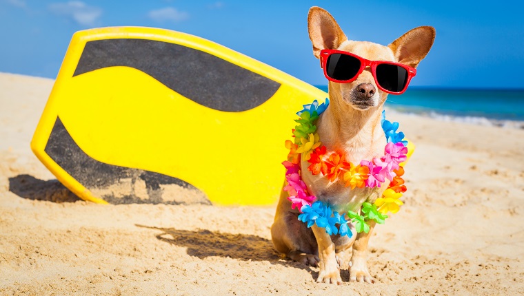 chihuahua dog at the beach with a surfboard wearing sunglasses and flower chain on summer vacation holidays at the beach