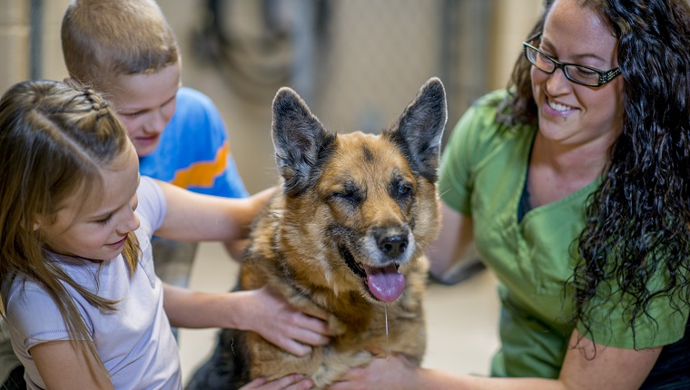 A brother and sister are visiting the pound with a volunteer from the animal shelter and are petting a dog.