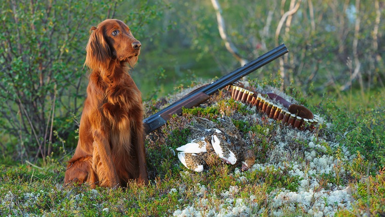 Gun dog near to shot-gun and trophies, horizontal, outdoors