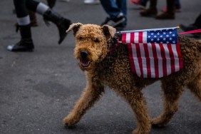 Dog is walked on leash with American flag draped on their back